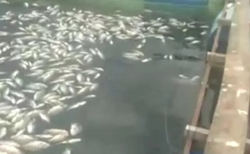 Foto Total Ikan Mati Massal di Danau Maninjau Capai 15 Ton
