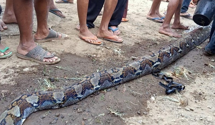 Foto Ular Piton Sepanjang 7 Meter Ditemukan Warga Lubuk Basung