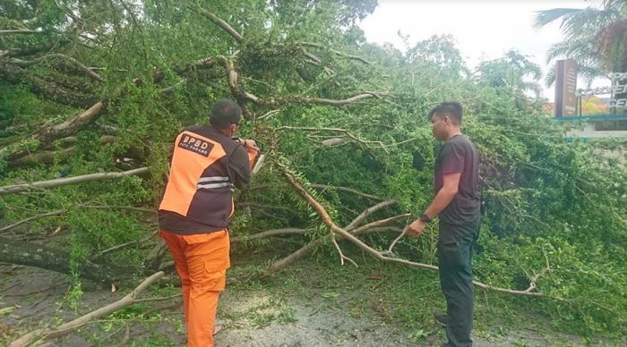 Foto Pohon Lindung di Padang Tumbang Karena Ini