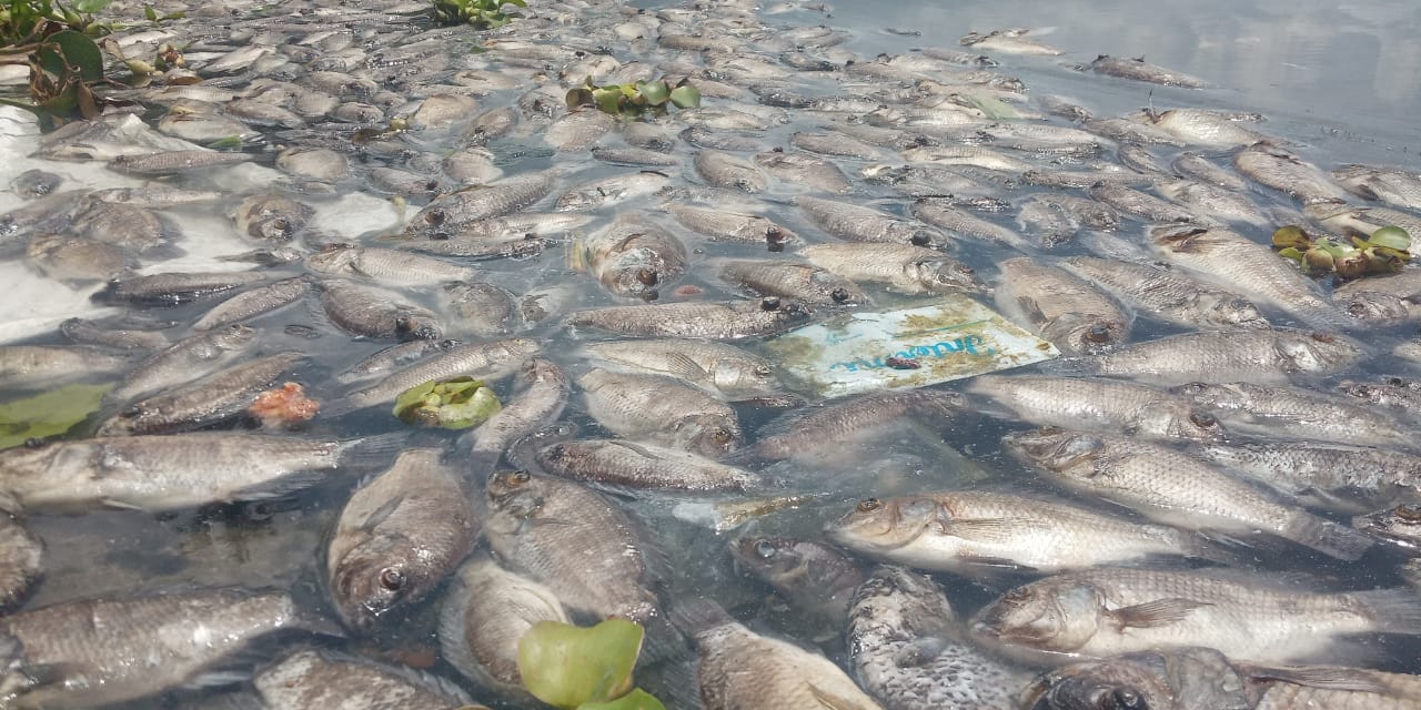 Foto Ribuan Ikan Karamba Mati Lagi di Maninjau