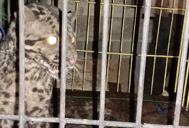 Foto BKSDA Evakuasi Macan Dahan dari Rumah Warga Kinali