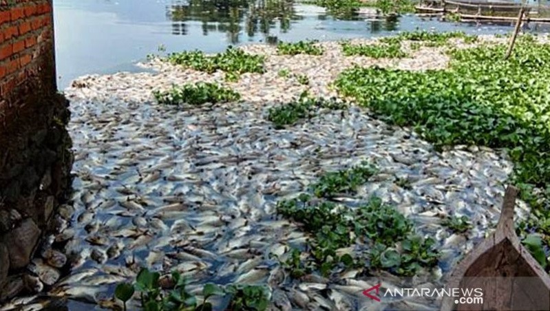 Foto Kembali, Ikan Keramba di Danau Maninjau Mati