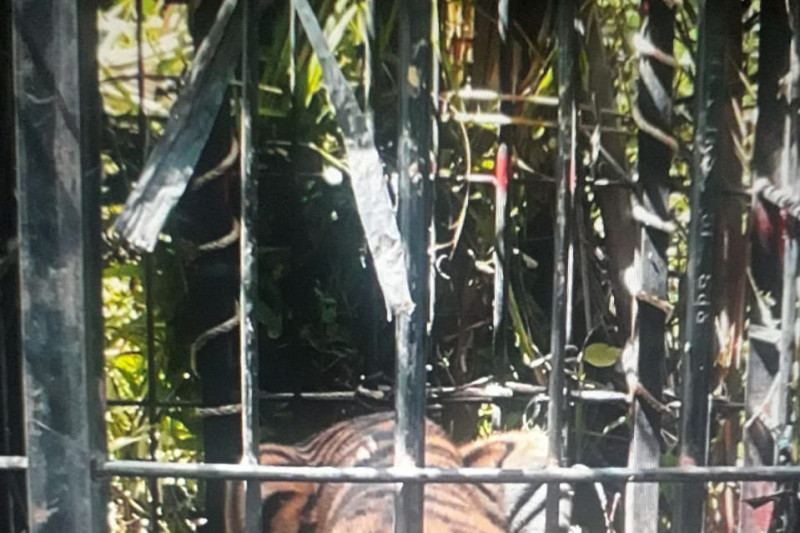 Foto BKSDA Selamatkan Harimau di Pasaman Barat