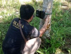 Foto Harimau Sumatera Kembali Mangsa Hewan Piaraan Warga di Matua