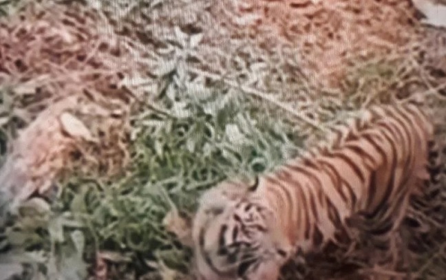 Foto Harimau Terekam CCTV di Siak, Bupati: Tingkatkan Kewaspadaan