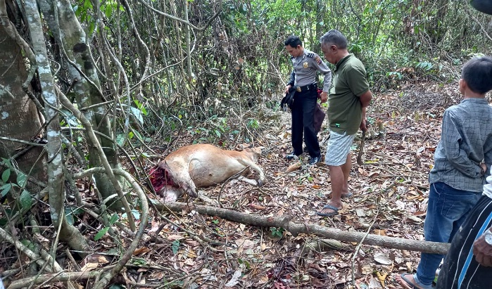 Foto Sapi Warga Kuncia Ditemukan Mati Diduga Diterkam Harimau