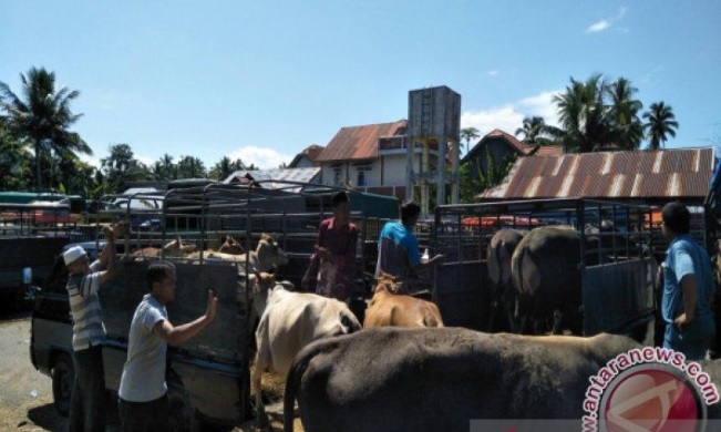 Foto Pemkab Padang Pariaman Kembali Buka Pasar Ternak dengan Pengawasan Ketat