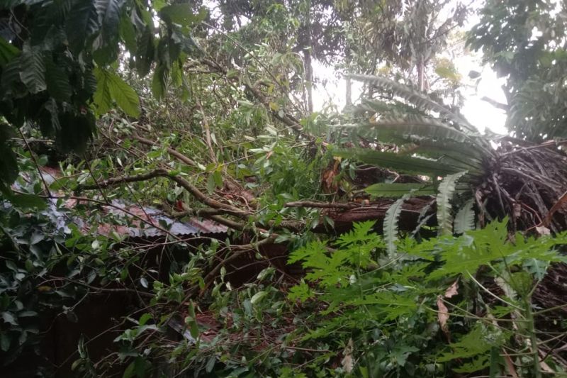 Foto Rumah Warga Padang Rusak Ditimpa Pohon Tumbang
