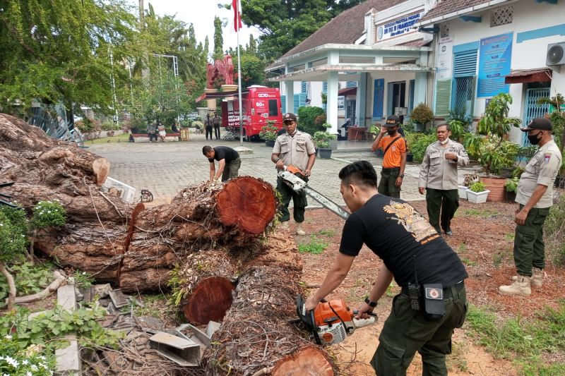 Foto Pohon Tumbang Hancurkan Pagar SD di Padang
