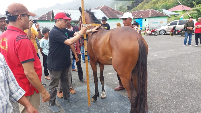 Foto 51 Kuda Dipastikan Berlaga di Event Pacu Kuda Alek Nagari Pabasko