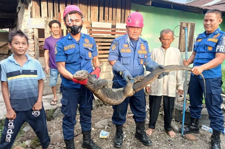 Foto Biawak Sepanjang 1,5 Meter Dievakuasi dari Rumah Warga Sungai Sapih