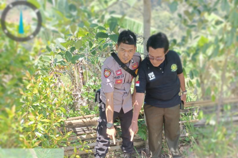 Foto Penemuan Jejak Harimau Gegerkan Warga Kabupaten Solok