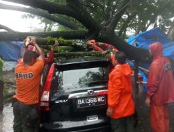 Foto Pohon Tumbang Timpa Mobil CRV di Lubuk Begalung
