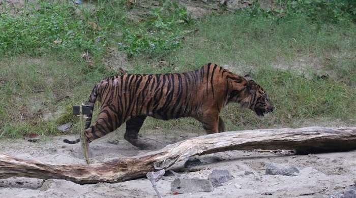 Foto Seekor Harimau Dilepas ke Taman Nasional Gunung Leuser