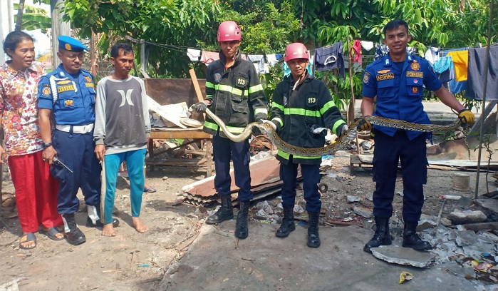 Foto Damkar Evakuasi Ular Piton dari Rumah Warga Batang Kabuang