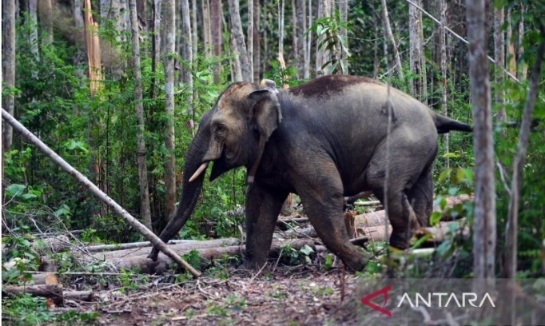 Foto Hasil Penelusuran BKSDA Sumbar, Dua Gajah Sumatera Tak Lagi Berada di Sumbar