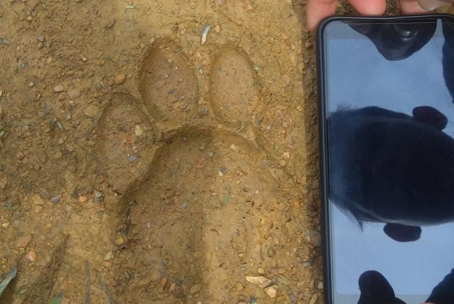 Foto Dua Kerbau Warga di Lubuk Gadang Solsel Diduga Diterkam Harimau