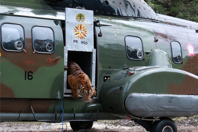 Foto Harimau Sumatera 'Putri Singgulung' Dikembalikan ke Habitatnya