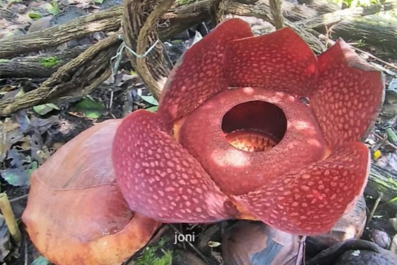 Foto Bunga Rafflesia Mekar di Halaman Warga Agam