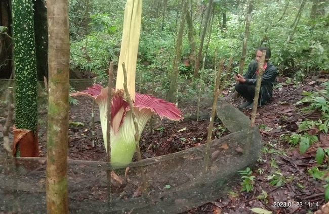Foto Bunga Bangkai Tumbuh di Bukit Tui Padang Panjang
