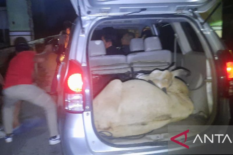 Foto Polres Agam Tangkap Tiga Pencuri Sapi Gunakan Avanza
