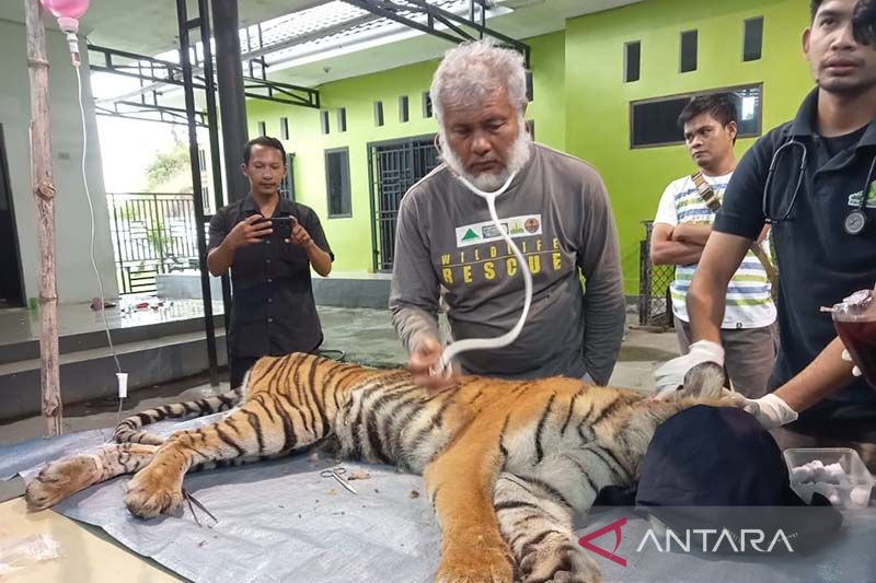 Foto Harimau Masuk Perangkap di Aceh Selatan Alami Luka Parah