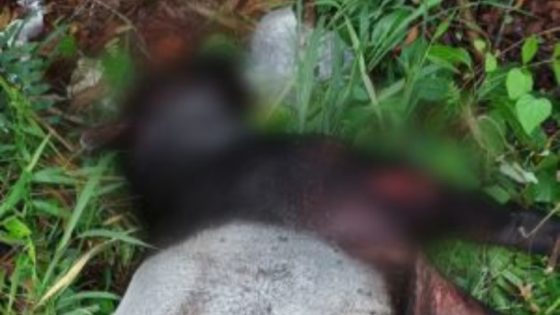 Foto Tapir Mati di Jalan Paus, Hartono: Ada Luka Benturan Keras