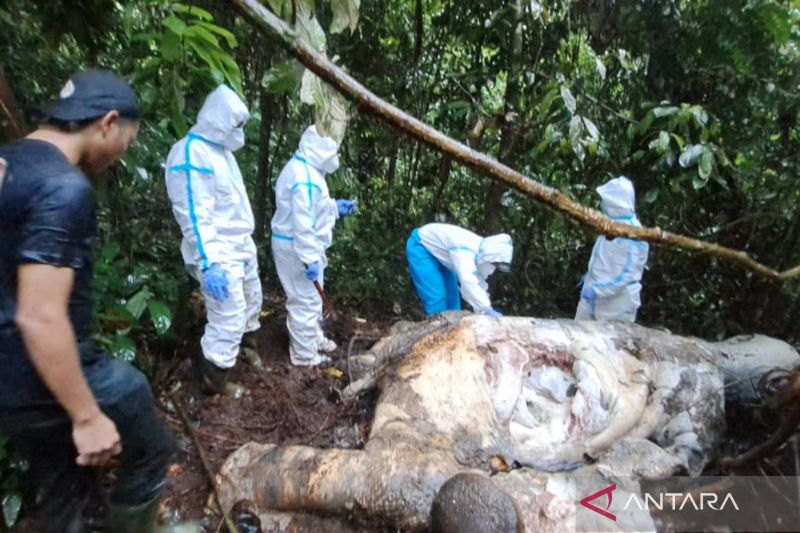 Foto Satu Ekor Gajah Sumatera Terbunuh di Mukomuko