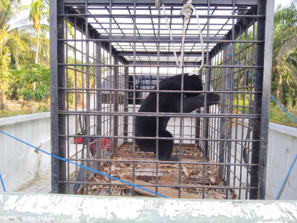 Foto BBKSDA Evakuasi Beruang Madu Mangsa Ayam Warga Sabak Auh
