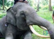 Foto Gajah Sumatera Liar Serang Warga di Pelalawan, Satu Luka-luka