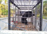 Foto BBKSDA Evakuasi Beruang Madu Mangsa Ayam Warga Sabak Auh
