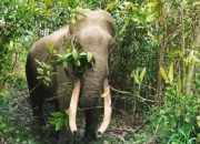 Foto Gajah Rahman Diduga Mati Diracun Oleh Perambah Hutan Di TNTN Pelalawan