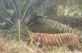 Pekerja Tewas Diterkam Harimau, BBKSDA Riau Lakukan Ini