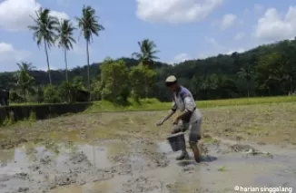 Petani di Desa Talawi Hilir ini tengah menyebarkan pupuk dengan campuran abu pembakaran batubara sebelum mulai bertanam.(armadison)